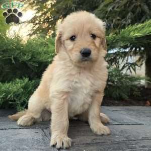 Carrie, Goldendoodle Puppy