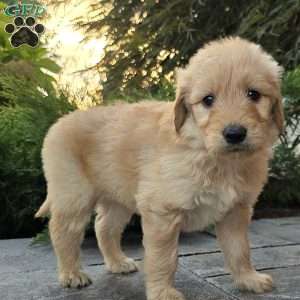 Carrie, Goldendoodle Puppy