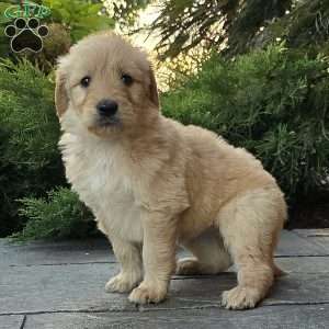 Carrie, Goldendoodle Puppy