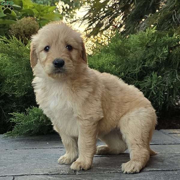 Carrie, Goldendoodle Puppy