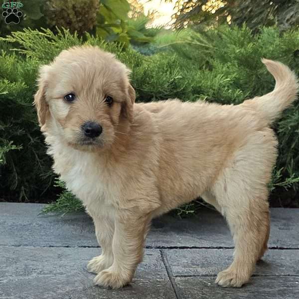 Carrie, Goldendoodle Puppy