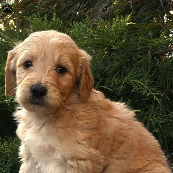 Scooter, Goldendoodle Puppy