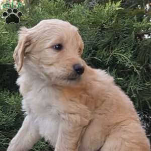 Scooter, Goldendoodle Puppy