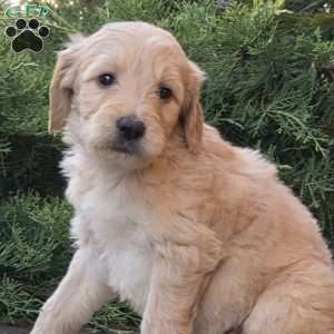 Scooter, Goldendoodle Puppy