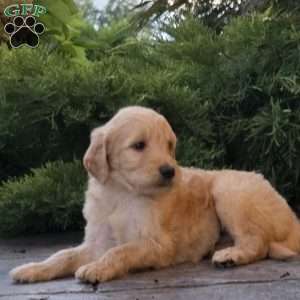 Scooter, Goldendoodle Puppy
