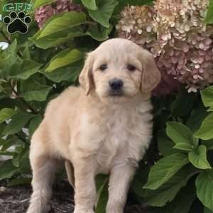 Latta, Goldendoodle Puppy