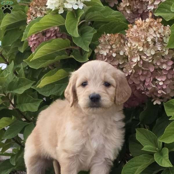 Scooter, Goldendoodle Puppy