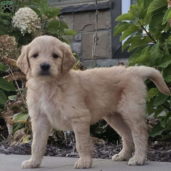 Latta, Goldendoodle Puppy