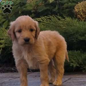 Latta, Goldendoodle Puppy