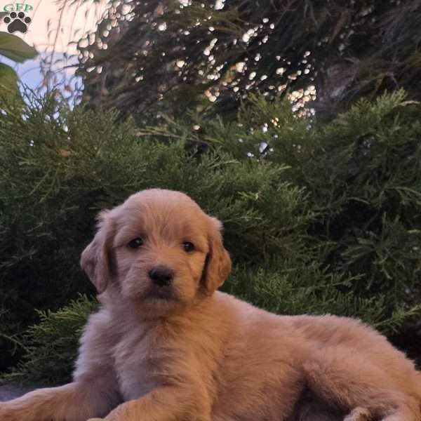 Latta, Goldendoodle Puppy