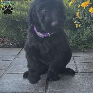 Joyce, Goldendoodle Puppy