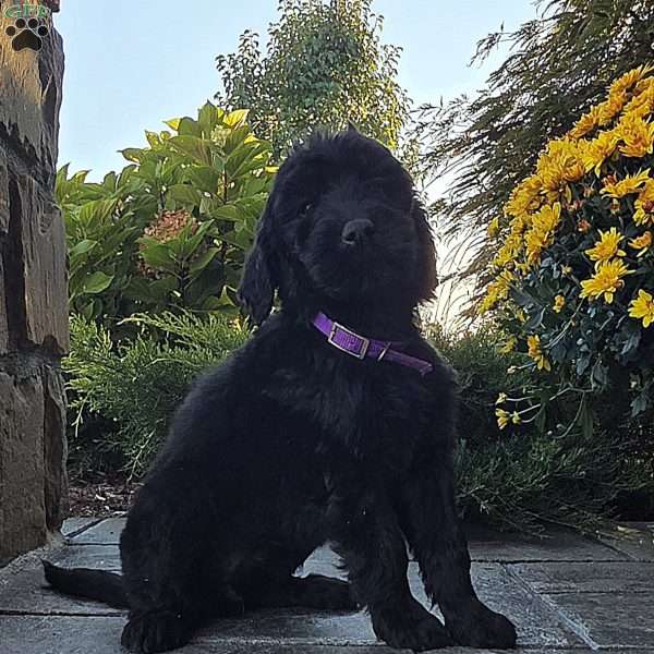 Joyce, Goldendoodle Puppy