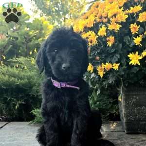 Joyce, Goldendoodle Puppy