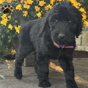 Joyce, Goldendoodle Puppy