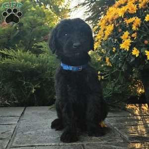 Tessa, Goldendoodle Puppy