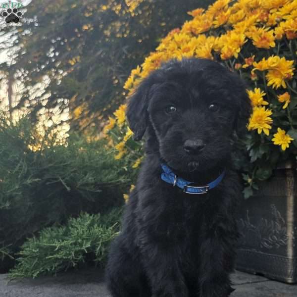 Tessa, Goldendoodle Puppy