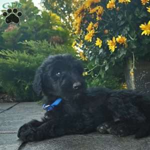 Tessa, Goldendoodle Puppy