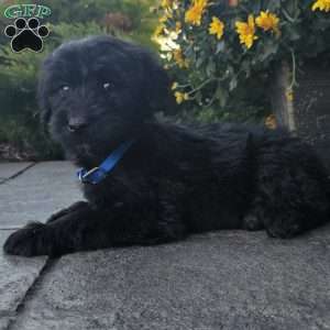 Tessa, Goldendoodle Puppy