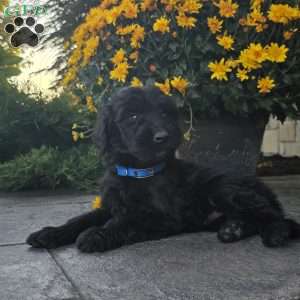Tessa, Goldendoodle Puppy