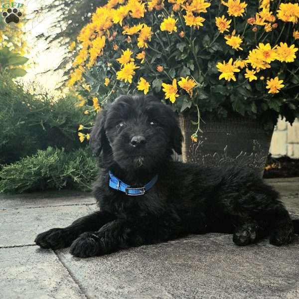 Ava, Goldendoodle Puppy