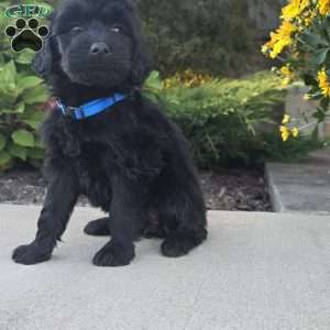 Ava, Goldendoodle Puppy