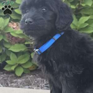 Ava, Goldendoodle Puppy