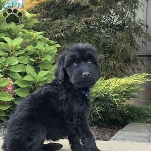 Ava, Goldendoodle Puppy