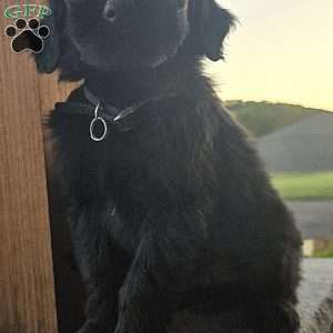 Jay, Goldendoodle Puppy