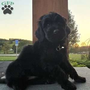 Jay, Goldendoodle Puppy