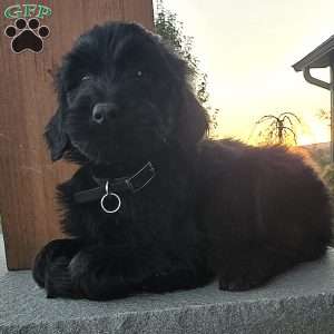 Jay, Goldendoodle Puppy