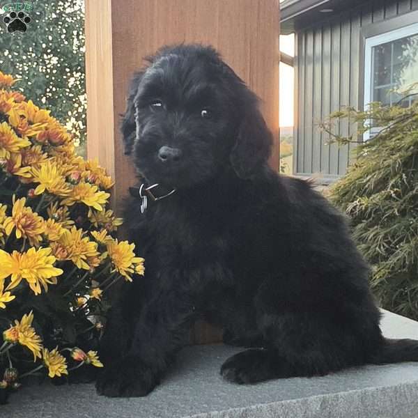 Jay, Goldendoodle Puppy