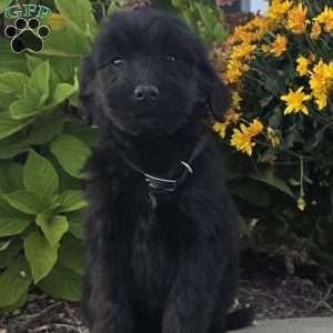 Blaze, Goldendoodle Puppy