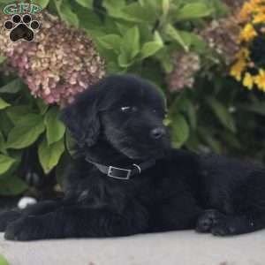 Blaze, Goldendoodle Puppy