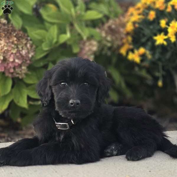 Blaze, Goldendoodle Puppy