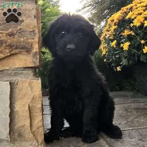 Jackson, Goldendoodle Puppy