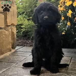 Jackson, Goldendoodle Puppy