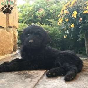 Jackson, Goldendoodle Puppy