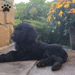 Jackson, Goldendoodle Puppy