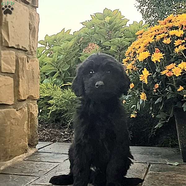 Jackson, Goldendoodle Puppy