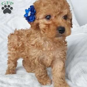 Leo, Cavapoo Puppy