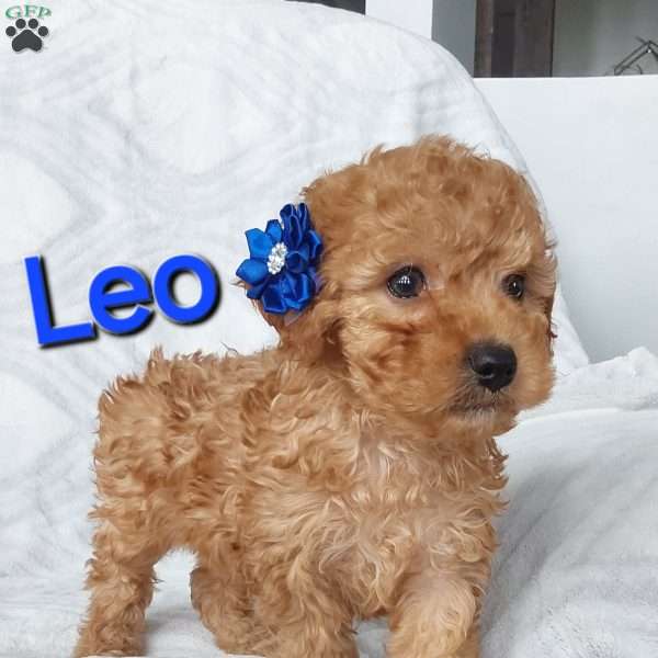 Leo, Cavapoo Puppy