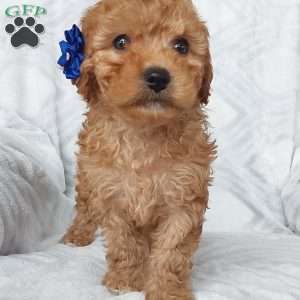 Leo, Cavapoo Puppy