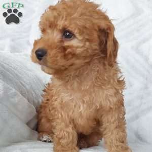 Leo, Cavapoo Puppy