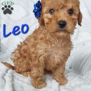 Leo, Cavapoo Puppy