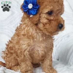Leo, Cavapoo Puppy