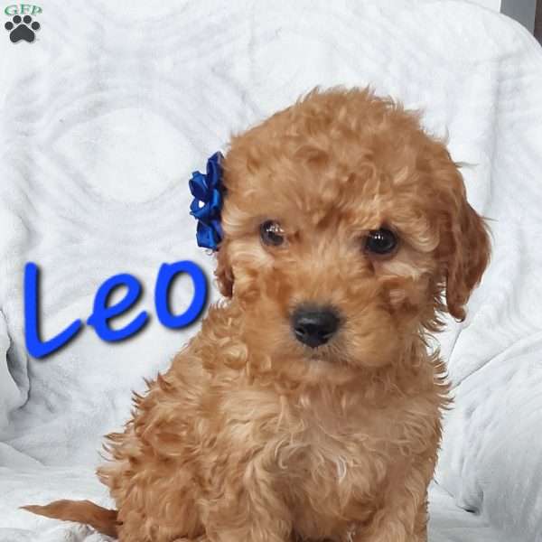 Leo, Cavapoo Puppy
