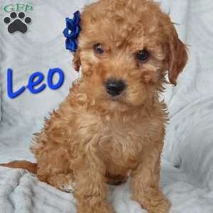 Leo, Cavapoo Puppy