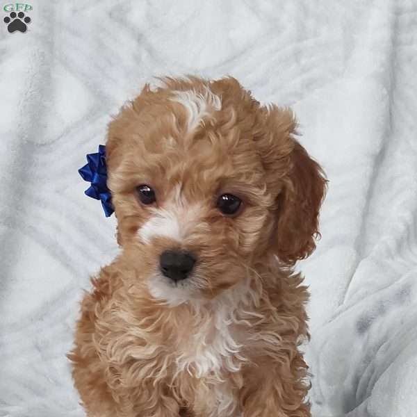 Miles, Cavapoo Puppy