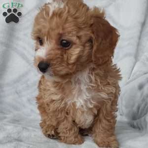 Miles, Cavapoo Puppy