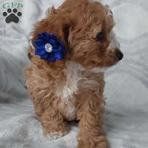 Miles, Cavapoo Puppy